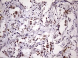Invitrogen SRSF9 Monoclonal Antibody (OTI5G7) 100 &mu;L; Unconjugated:Antibodies,