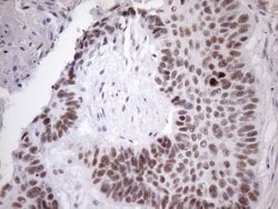 Invitrogen SRSF9 Monoclonal Antibody (OTI5G7) 100 &mu;L; Unconjugated:Antibodies,