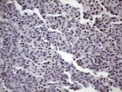 Invitrogen SRSF9 Monoclonal Antibody (OTI5G7) 100 &mu;L; Unconjugated:Antibodies,