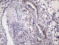 Invitrogen SRSF9 Monoclonal Antibody (OTI5G7) 100 &mu;L; Unconjugated:Antibodies,