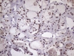 Invitrogen SRSF9 Monoclonal Antibody (OTI5G7) 100 &mu;L; Unconjugated:Antibodies,