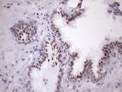 Invitrogen SRSF9 Monoclonal Antibody (OTI5G7) 100 &mu;L; Unconjugated:Antibodies,