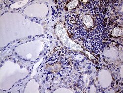 Invitrogen Melanophilin Monoclonal Antibody (OTI6E3) 100 &mu;L; Unconjugated:Antibodies,