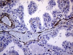 Invitrogen Melanophilin Monoclonal Antibody (OTI6E3) 100 &mu;L; Unconjugated:Antibodies,