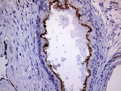 Invitrogen Melanophilin Monoclonal Antibody (OTI6E3) 100 &mu;L; Unconjugated:Antibodies,