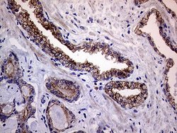 Invitrogen Melanophilin Monoclonal Antibody (OTI6E3) 100 &mu;L; Unconjugated:Antibodies,