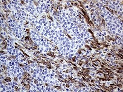 Invitrogen Melanophilin Monoclonal Antibody (OTI6E3) 100 &mu;L; Unconjugated:Antibodies,