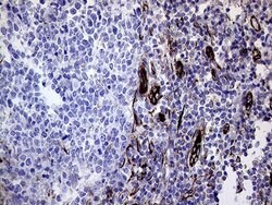 Invitrogen Melanophilin Monoclonal Antibody (OTI6E3) 100 &mu;L; Unconjugated:Antibodies,