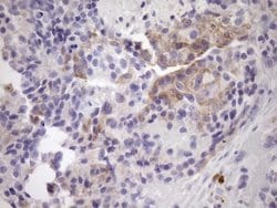 Invitrogen NOBOX Monoclonal Antibody (OTI8C7) 100 &mu;L; Unconjugated:Antibodies,