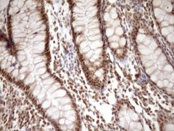 Invitrogen SYF2 Monoclonal Antibody (OTI6A5) 100 &mu;L; Unconjugated:Antibodies,