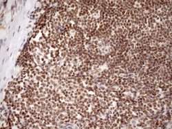 Invitrogen SYF2 Monoclonal Antibody (OTI6A5) 100 &mu;L; Unconjugated:Antibodies,