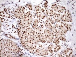Invitrogen SYF2 Monoclonal Antibody (OTI6A5) 100 &mu;L; Unconjugated:Antibodies,
