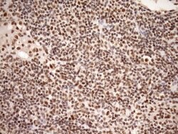 Invitrogen SYF2 Monoclonal Antibody (OTI6A5) 100 &mu;L; Unconjugated:Antibodies,