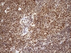 Invitrogen SYF2 Monoclonal Antibody (OTI6A5) 100 &mu;L; Unconjugated:Antibodies,