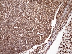 Invitrogen SYF2 Monoclonal Antibody (OTI6A5) 100 &mu;L; Unconjugated:Antibodies,