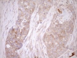 Invitrogen Melanophilin Monoclonal Antibody (OTI6E8) 100 &mu;L; Unconjugated:Antibodies,