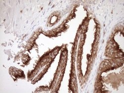 Invitrogen Melanophilin Monoclonal Antibody (OTI6E8) 100 &mu;L; Unconjugated:Antibodies,