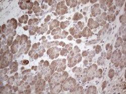 Invitrogen MARK4 Monoclonal Antibody (OTI9B7) 100 &mu;L; Unconjugated:Antibodies,