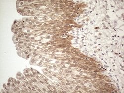 Invitrogen MARK4 Monoclonal Antibody (OTI9B7) 100 &mu;L; Unconjugated:Antibodies,