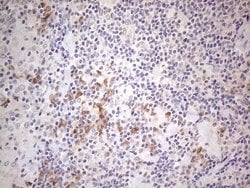 Invitrogen MARK4 Monoclonal Antibody (OTI9B7) 100 &mu;L; Unconjugated:Antibodies,