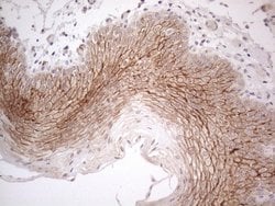 Invitrogen MARK4 Monoclonal Antibody (OTI9B7) 100 &mu;L; Unconjugated:Antibodies,