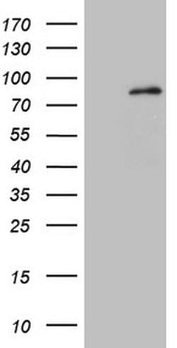 Invitrogen MARK4 Monoclonal Antibody (OTI9B7) 100 &mu;L; Unconjugated:Antibodies,