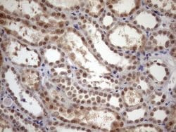 Invitrogen TDG Monoclonal Antibody (OTI3A12) 100 &mu;L; Unconjugated:Antibodies,