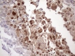 Invitrogen TDG Monoclonal Antibody (OTI3A12) 100 &mu;L; Unconjugated:Antibodies,