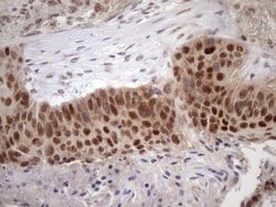 Invitrogen TDG Monoclonal Antibody (OTI3A12) 100 &mu;L; Unconjugated:Antibodies,