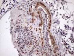 Invitrogen TDG Monoclonal Antibody (OTI3A12) 100 &mu;L; Unconjugated:Antibodies,