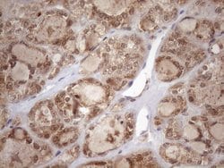 Invitrogen TDG Monoclonal Antibody (OTI3A12) 100 &mu;L; Unconjugated:Antibodies,