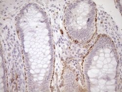 BLNK Monoclonal Antibody (OTI4C9), Invitrogen 100 &mu;L; Unconjugated:Antibodies,