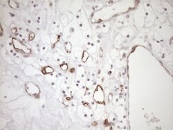 BLNK Monoclonal Antibody (OTI4C9), Invitrogen 100 &mu;L; Unconjugated:Antibodies,