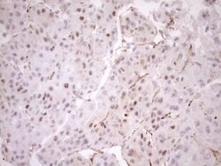 BLNK Monoclonal Antibody (OTI4C9), Invitrogen 100 &mu;L; Unconjugated:Antibodies,