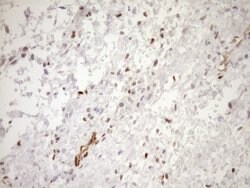 BLNK Monoclonal Antibody (OTI4C9), Invitrogen 100 &mu;L; Unconjugated:Antibodies,
