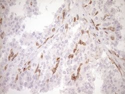 BLNK Monoclonal Antibody (OTI4C9), Invitrogen 100 &mu;L; Unconjugated:Antibodies,