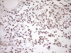 Invitrogen EXOSC1 Monoclonal Antibody (OTI1H9) 100 &mu;L; Unconjugated:Antibodies,