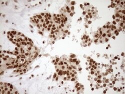 Invitrogen EXOSC1 Monoclonal Antibody (OTI1H9) 100 &mu;L; Unconjugated:Antibodies,