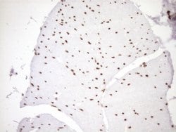 Invitrogen EXOSC1 Monoclonal Antibody (OTI1H9) 100 &mu;L; Unconjugated:Antibodies,