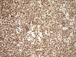 Invitrogen EXOSC1 Monoclonal Antibody (OTI1H9) 100 &mu;L; Unconjugated:Antibodies,