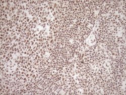 Invitrogen EXOSC1 Monoclonal Antibody (OTI1H9) 100 &mu;L; Unconjugated:Antibodies,