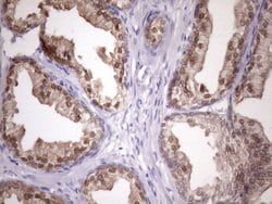 Invitrogen CHMP5 Monoclonal Antibody (OTI5C7) 100 &mu;L; Unconjugated:Antibodies,