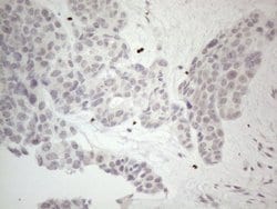 Invitrogen ERCC8 Monoclonal Antibody (OTI2G1) 100 &mu;L; Unconjugated:Antibodies,