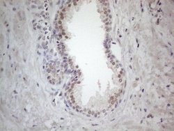 Invitrogen ERCC8 Monoclonal Antibody (OTI2G1) 100 &mu;L; Unconjugated:Antibodies,