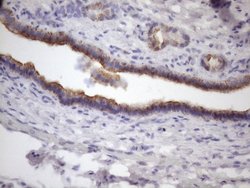 Invitrogen AMTN Monoclonal Antibody (OTI2D9) 100 &mu;L; Unconjugated:Antibodies,