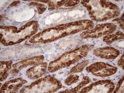 Invitrogen GLYAT Monoclonal Antibody (OTI4D1) 100 &mu;L; Unconjugated:Antibodies,