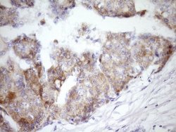 Invitrogen MCEE Monoclonal Antibody (OTI6A1) 100 &mu;L; Unconjugated:Antibodies,