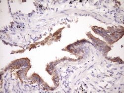 Invitrogen MCEE Monoclonal Antibody (OTI6A1) 100 &mu;L; Unconjugated:Antibodies,