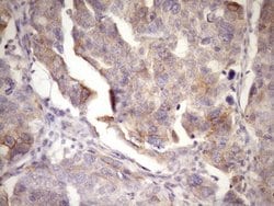 Invitrogen MCEE Monoclonal Antibody (OTI6A1) 100 &mu;L; Unconjugated:Antibodies,