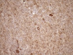 Invitrogen EPLIN Monoclonal Antibody (OTI1A3) 100 &mu;L; Unconjugated:Antibodies,